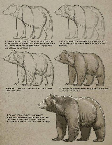 Bear Doodle Patterns, Drawing Faces, Aaron Blaise, Bear Sketch, Bear Paintings, Bear Drawing, Animal Study, 캐릭터 드로잉, Anatomy Drawing