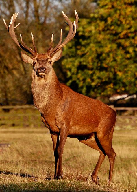 https://flic.kr/p/azQquf | Red Deer Stag Red Deer Stag, Deer Photography, Male Deer, Red Stag, Deer Wallpaper, Big Deer, Deer Photos, Deer Pictures, Deer Painting