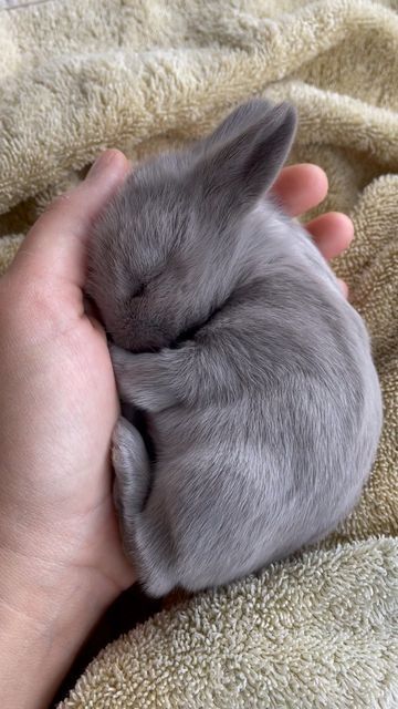 Cute Small Bunny, Small Bunnies, Rabbit Pose, Bunny Pics, Baby Rabbits, Wild Bunny, Bunny Photo, Cute Rabbits, Small Bunny