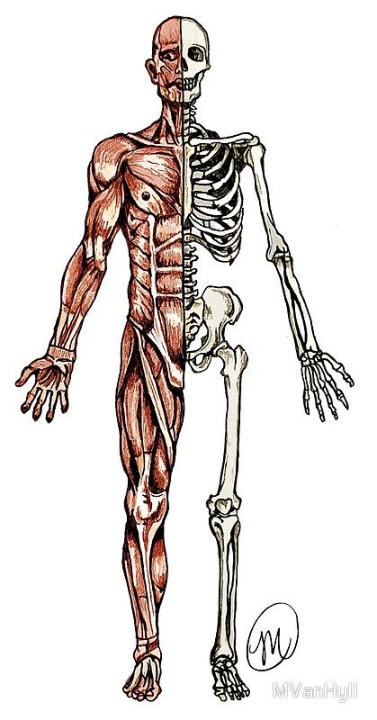 "Half Muscle - Half Skeleton" by MVanHyll | Redbubble Brown Hair, Half Skeleton, Skeleton Poster, Red Brown Hair, Skeletal, Original Illustration, Skeleton, I Hope, Humanoid Sketch