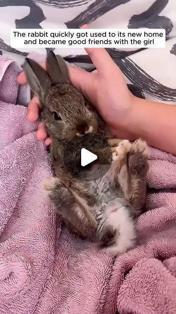 Animal Lovers on Instagram: "This family adopted a bunny but they didn't know... #animallove #animalrescue #animalsofinsta #animallovers❤️ #animalworld #animalplanet #animalovers #animalslover #loveanimal #rescue #rescuesofinstagram #rescueanimal #fyp #bunny #bunnysofinstagram" Beautiful Rare Animals, Cute Puppy Videos Funny Hilarious, Cute Videos Of Animals, Funny Animal Videos Dogs, Funny Animal Videos Clean, Funny Baby Animals Videos, Animal Videos Cutest, Cute Bunny Videos, Animal Funny Videos