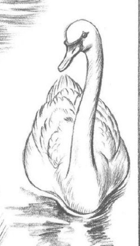 Animal Sketches Realistic, Easy Pencil Sketches, Duck Sketch, Swan Drawing, Drawing Sculpture, Sculpture Pottery, Pencil Drawings For Beginners, Pencil Drawings Of Animals, Nature Art Drawings