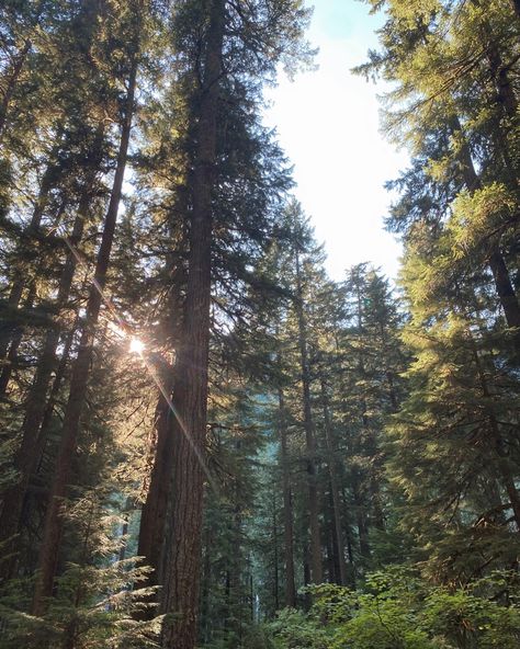 Nature, Bonito, Summer Wilderness Aesthetic, Washington Woods Aesthetic, Camping In Woods, Pnw Camping Aesthetic, Canadian Forest Aesthetic, Forest Camping Aesthetic, Canmore Aesthetic