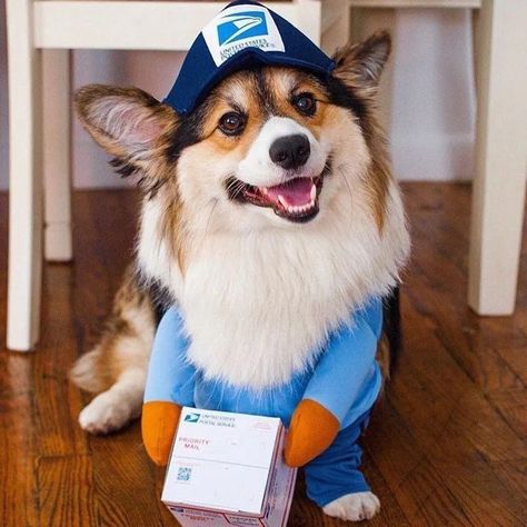 Dog Costumes Halloween Large, Dog Breeds Medium, Mail Carrier, Pet Halloween Costumes, Dog Halloween Costumes, Dogs For Sale, Halloween Animals, Dog Apparel, Cat Funny