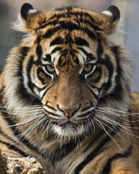 Tiger 🐯 on Instagram: “Rate This Photo 1-10 ?!🐯💗. 👉Follow: @tigers.arena 👉Follow: @tigers.arena -- 📸: please Dm for credit . . . . . . . .…” Royal Animals, Tiger Photography, Tiger Tattoo Design, Tiger Pictures, National Animal, Siberian Tiger, Wildlife Prints, Most Beautiful Animals, Tiger Face
