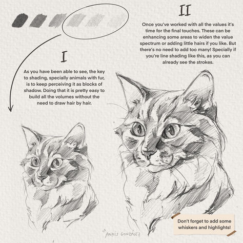 Cats Drawing Tutorial, How To Draw Cats, Drawing Dogs, Realistic Animal Drawings, Draw Cats, Cat Drawing Tutorial, Cat Anatomy, Warrior Cat Drawings, Storybook Art