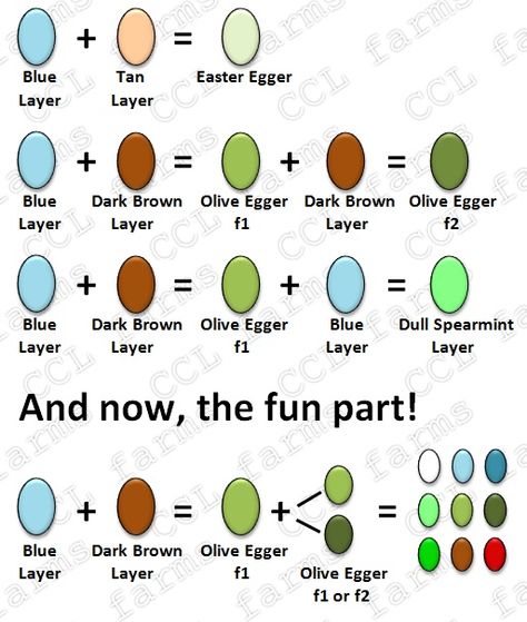 Chicken Egg Colors, Cream Legbar, Olive Egger, Best Egg Laying Chickens, Easter Eggers, Egg Laying Chickens, Homestead Chickens, Chicken Life, Backyard Chicken Farming