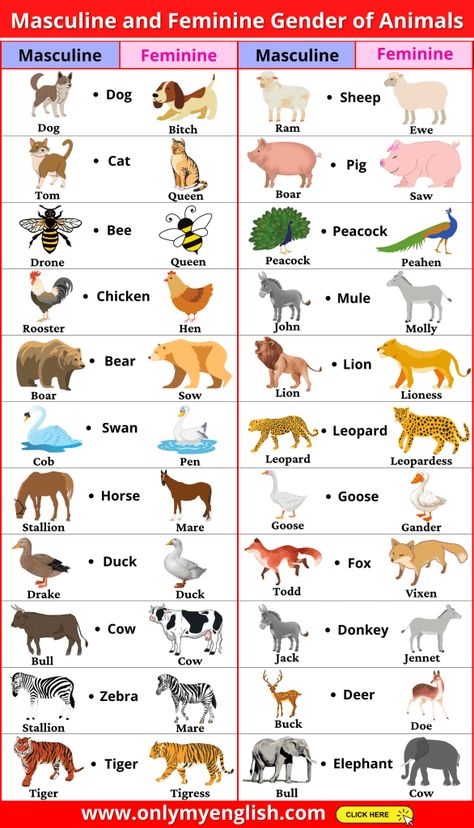 Masculine And Feminine Gender, Gender Of Animals, Animals List, Animals Name In English, अंग्रेजी व्याकरण, Materi Bahasa Inggris, Gk Questions And Answers, फोटोग्राफी 101, Masculine And Feminine