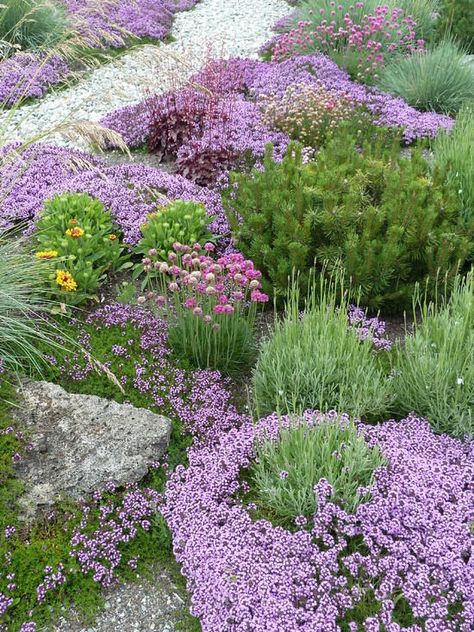 Ground covers Miscanthus Gracillimus, Purple Plants, Dry Garden, Gravel Garden, Purple Garden, Flower Garden Design, Low Maintenance Landscaping, Have Inspiration, Low Maintenance Garden