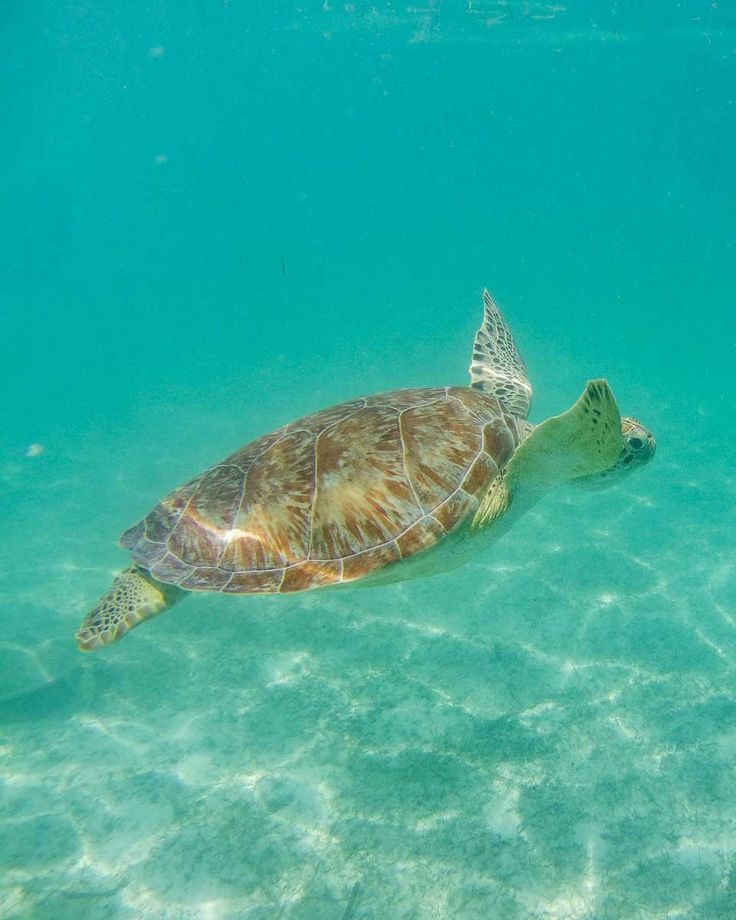 a sea turtle swimming in the clear blue water