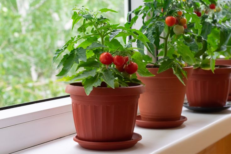 three potted plants sit on a windowsill in front of a window sill