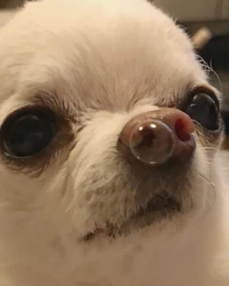 a close up of a small white dog's face with black eyes and nose