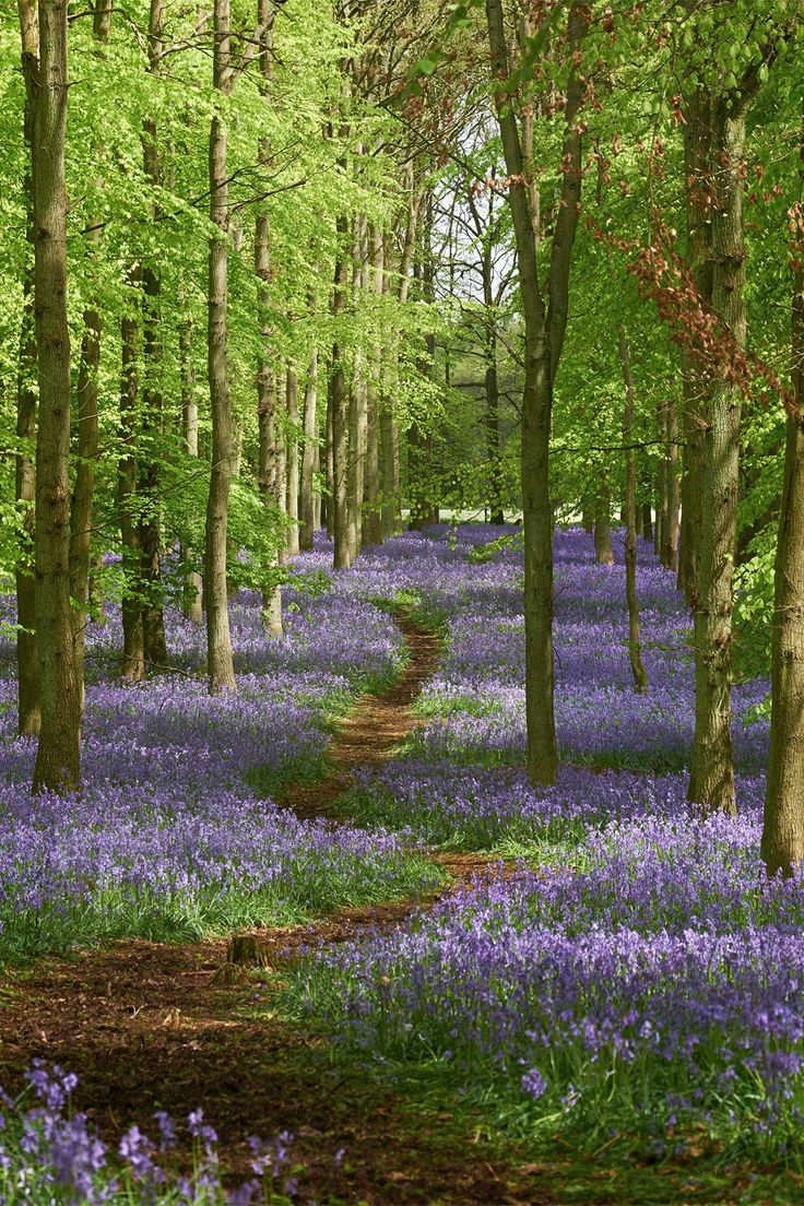 bluebells are growing in the woods near a dirt path leading to some trees