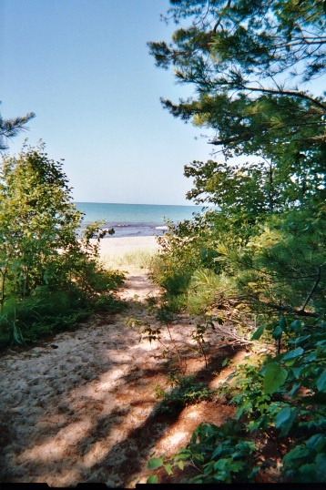 the path to the beach is surrounded by trees and sand, with an ocean in the distance