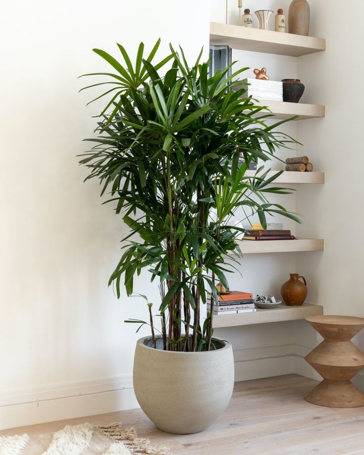 a potted plant sitting on top of a wooden floor next to a white wall