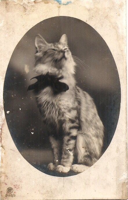 an old black and white photo of a cat with a fish in it's mouth