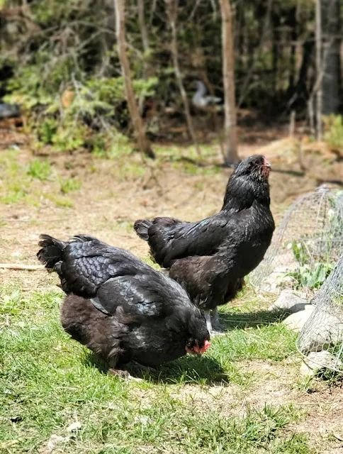 two black chickens are walking in the grass