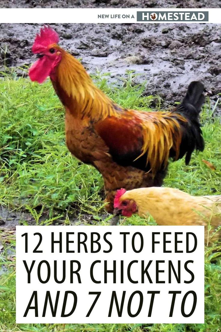 two chickens standing next to each other on top of a grass covered field with the words, 12 herbs to feed your chickens and 7 not to