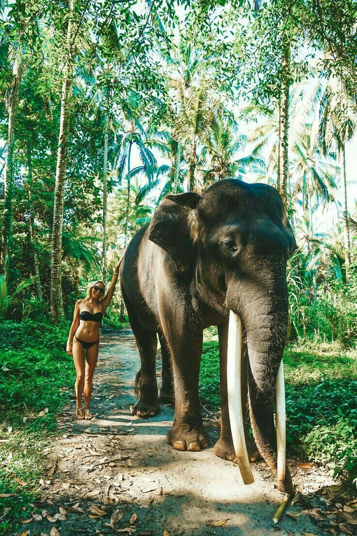 an elephant with tusks walking down a path in the jungle next to a woman