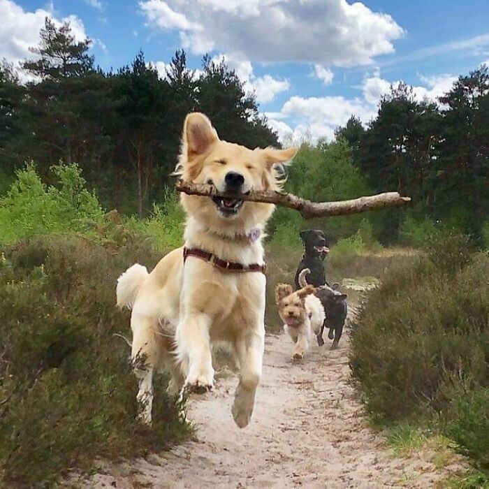 three dogs running down a dirt path carrying a stick in their mouth and two onlookers behind them