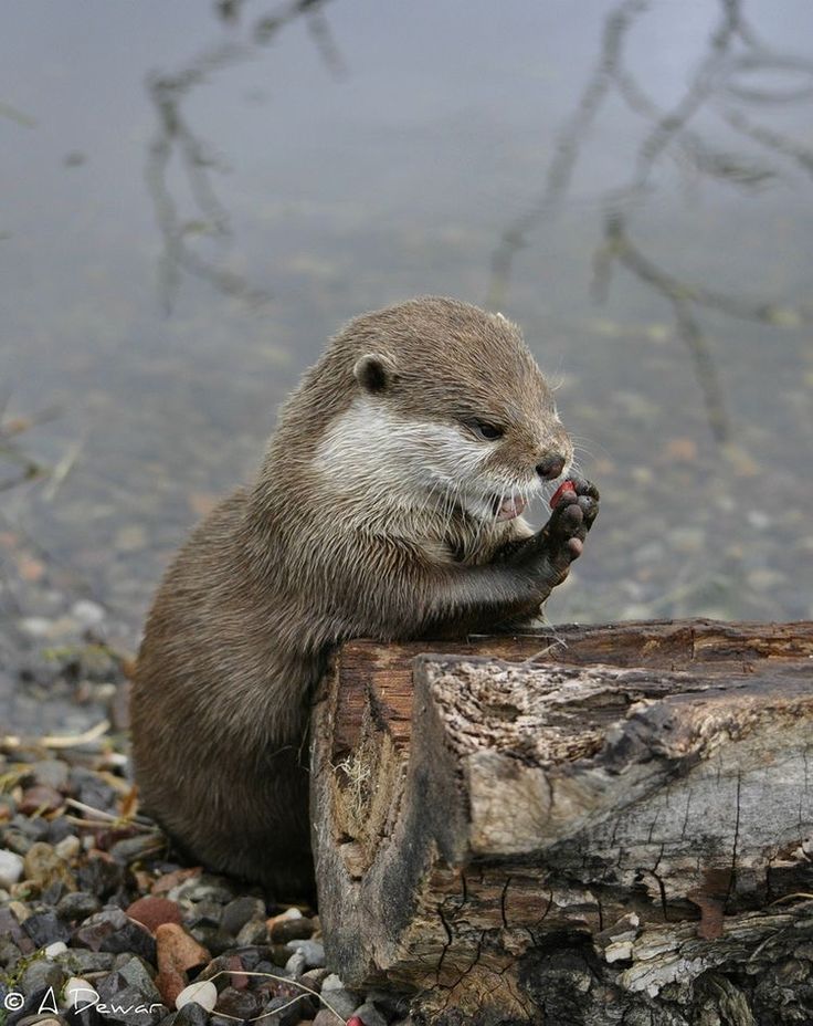 an otter sitting on top of a tree stump next to the water with its paw in it's mouth