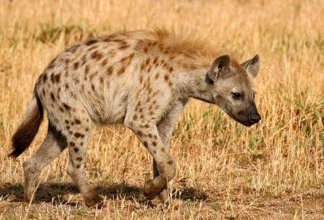 a spotted hyena walking in the grass