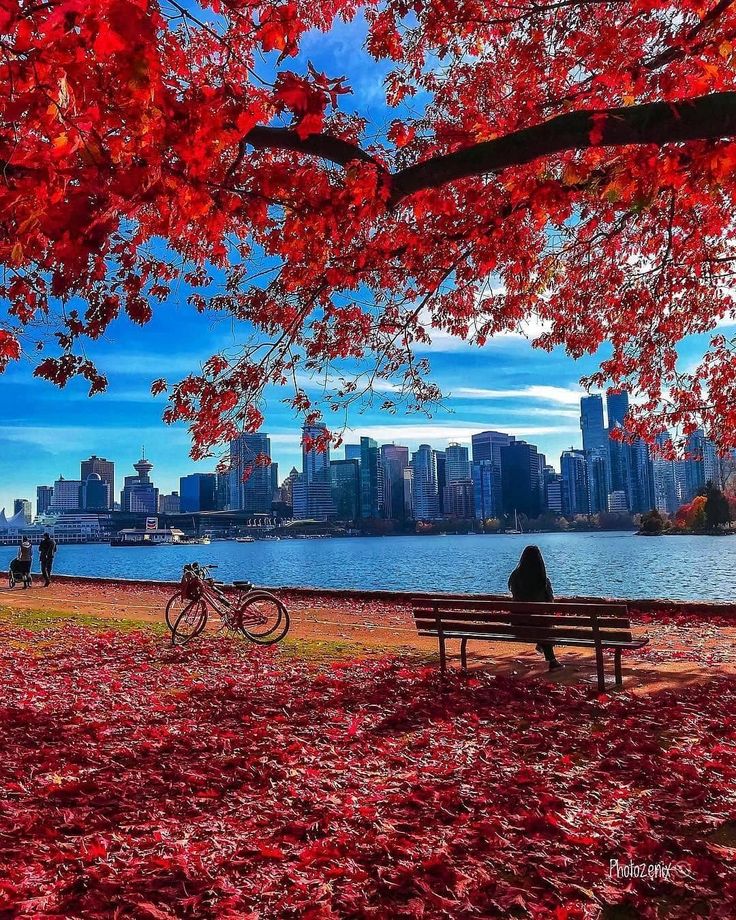 a person sitting on a bench under a tree with red leaves in the foreground