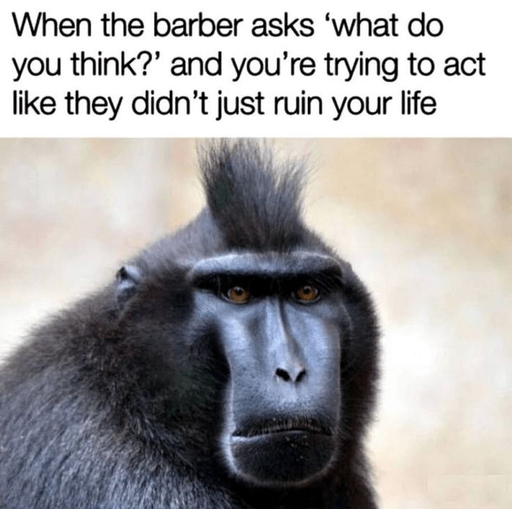 a baboon is looking at the camera with an awkward look on its face and caption that reads, when the barber asks what do you think? and you're trying to act like they didn't just run your life