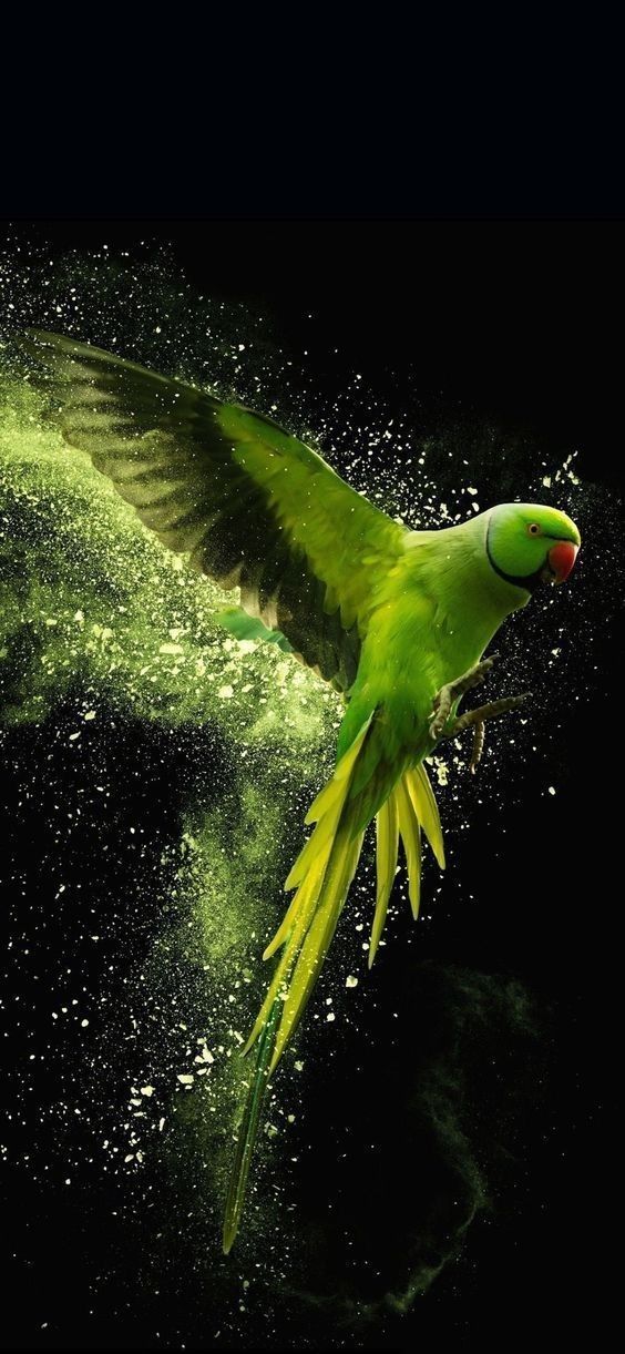 a green parrot flying through the air with it's wings spread out and its body covered in water