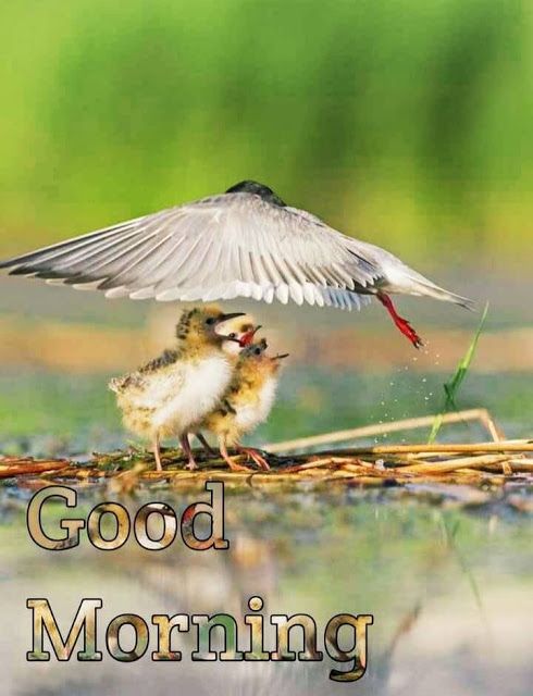 a small bird standing on top of a body of water next to a baby bird