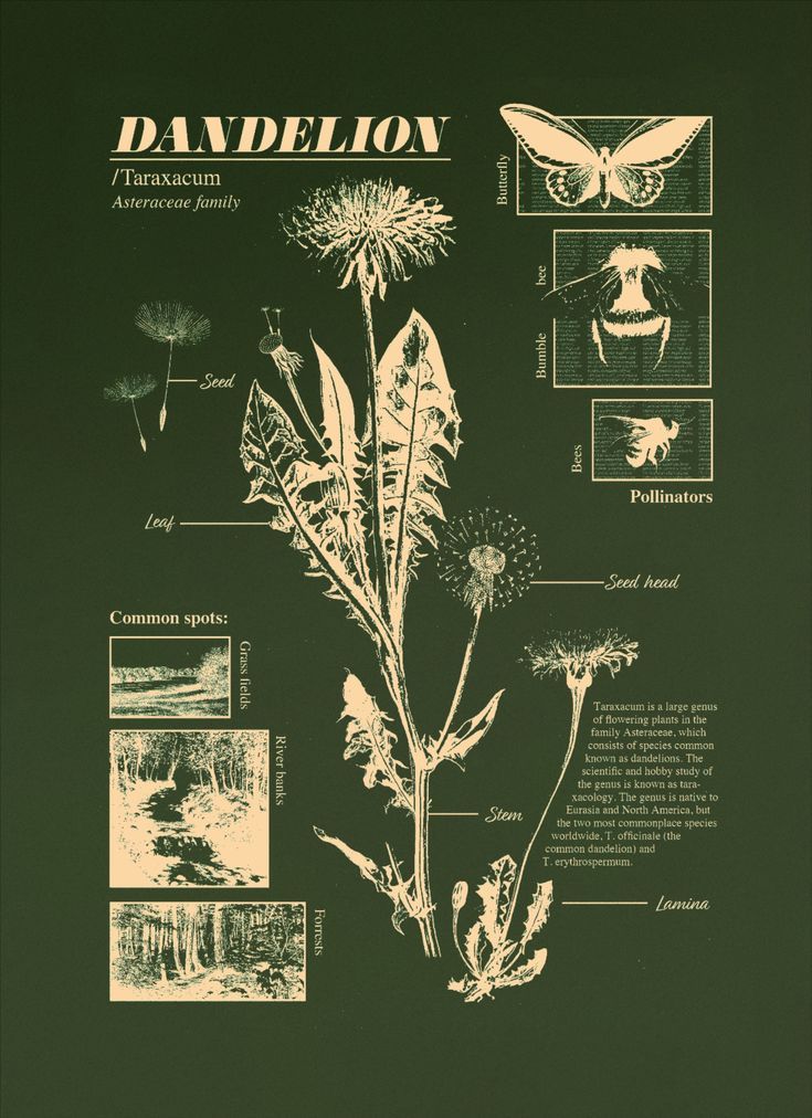 an image of dandelion plant information poster