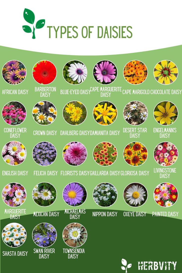 a poster with different types of daisies in the center and below it is an image of