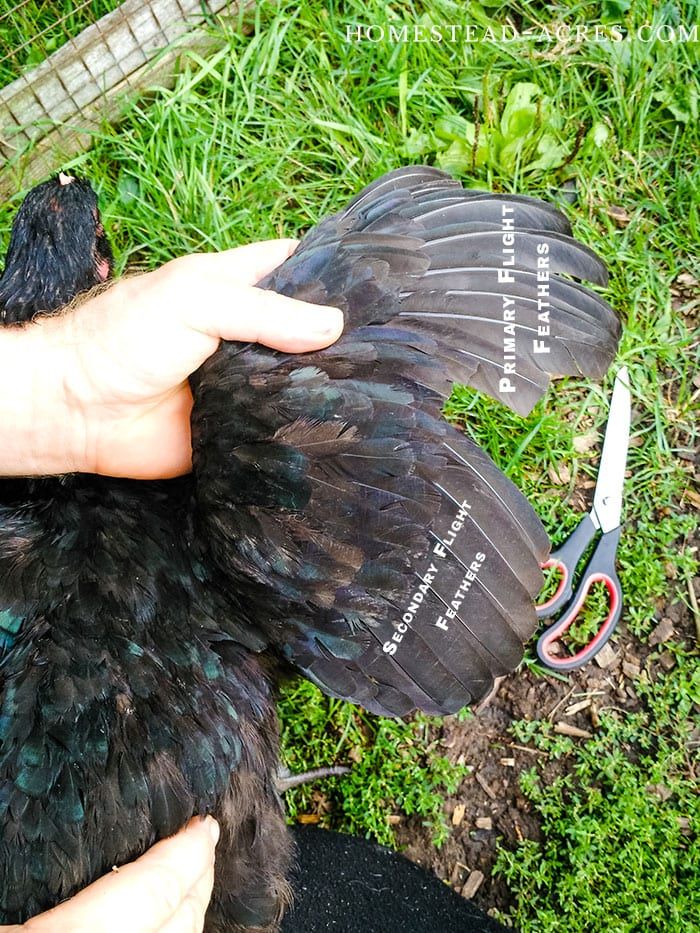 a person holding a bird with scissors in it's beak and its wings spread out