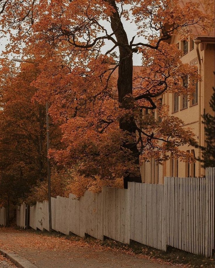 an orange tree is next to a white fence in the fall with leaves on it