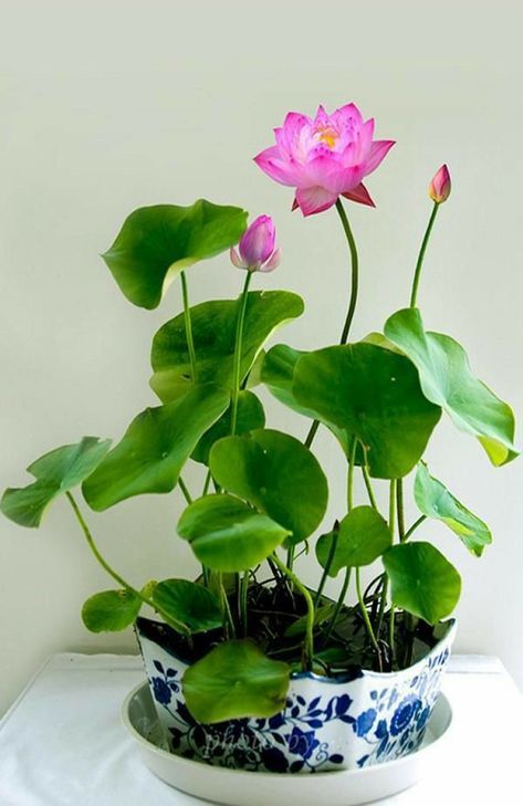 two pink flowers are in a blue and white bowl with water lilies on it