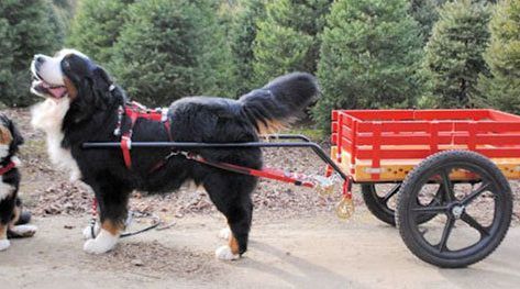 two dogs standing next to each other in front of a red wagon with trees behind them