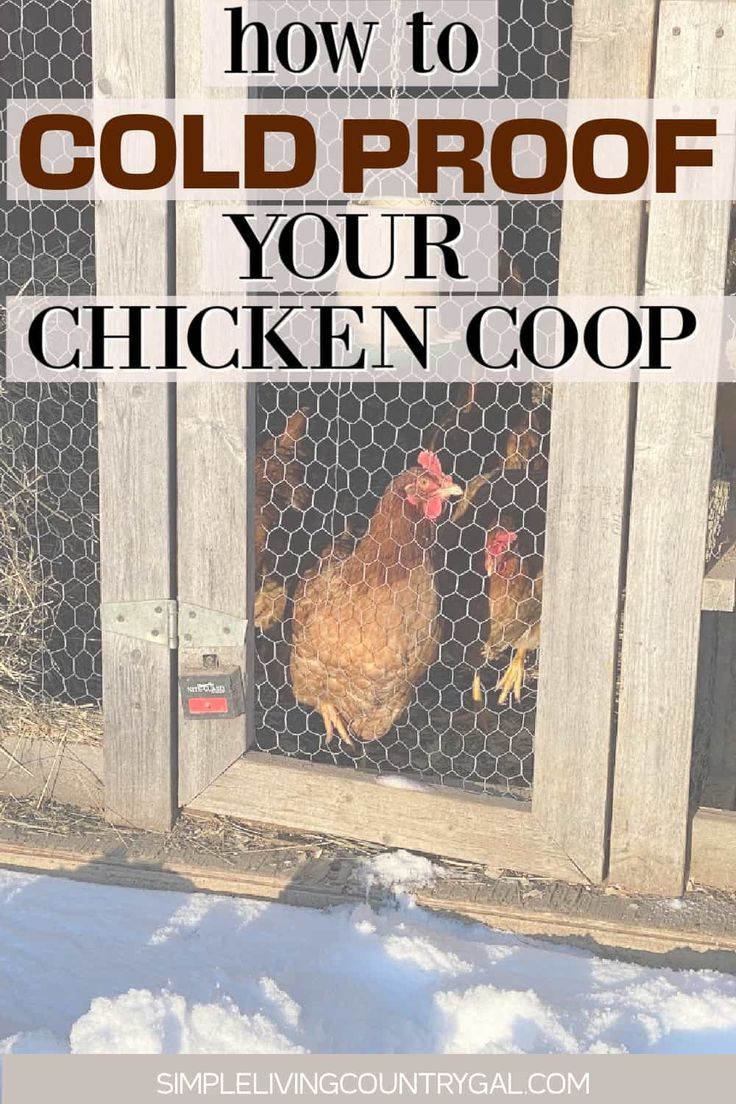 chickens in their coop with the words how to cold proof your chicken coop