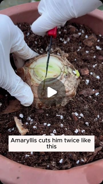 someone in white gloves is cutting into a plant