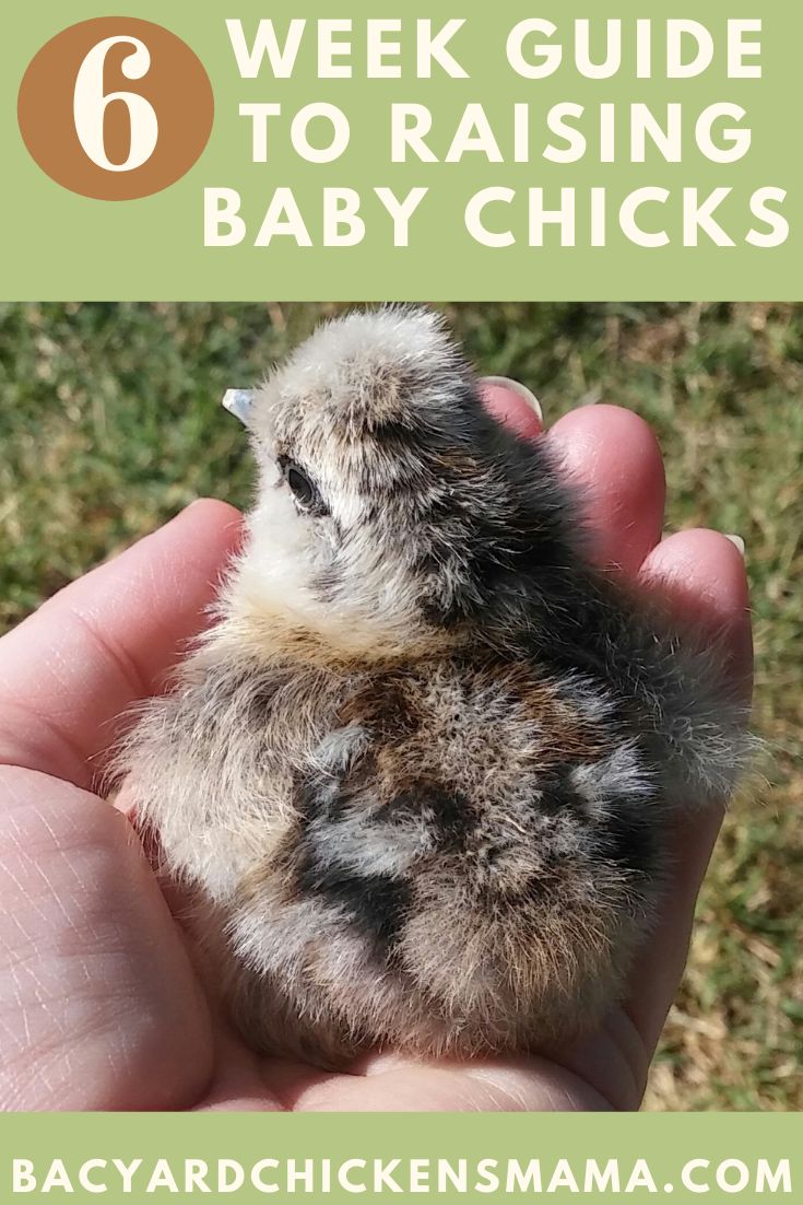 6 Week Guide to Raising Healthy Baby Chicks Chicks For Beginners, Raising Baby Chicks, Raising Chickens 101, Chick Brooder, Chickens 101, Feeding Chickens, Baby Chicks Raising, Easter Eggers, Raising Chicks