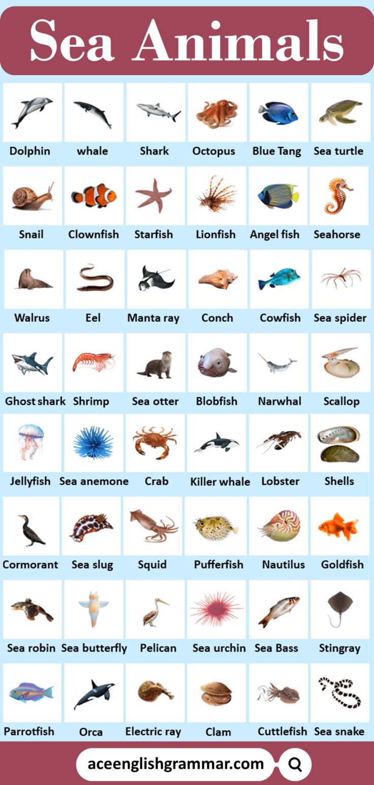 Sea Animals Names in English Wild Animals Names In English, Types Of Sea Animals, Types Of Sea Creatures, Birds Name List, Animals Name With Picture, Oc Prompts, Crk Oc, Animals Name List, English Animals