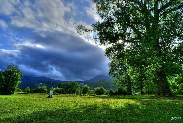a large tree sitting in the middle of a lush green field under a cloudy sky