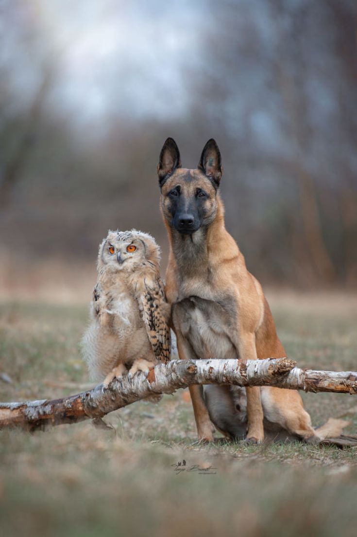 a dog and an owl sitting next to each other