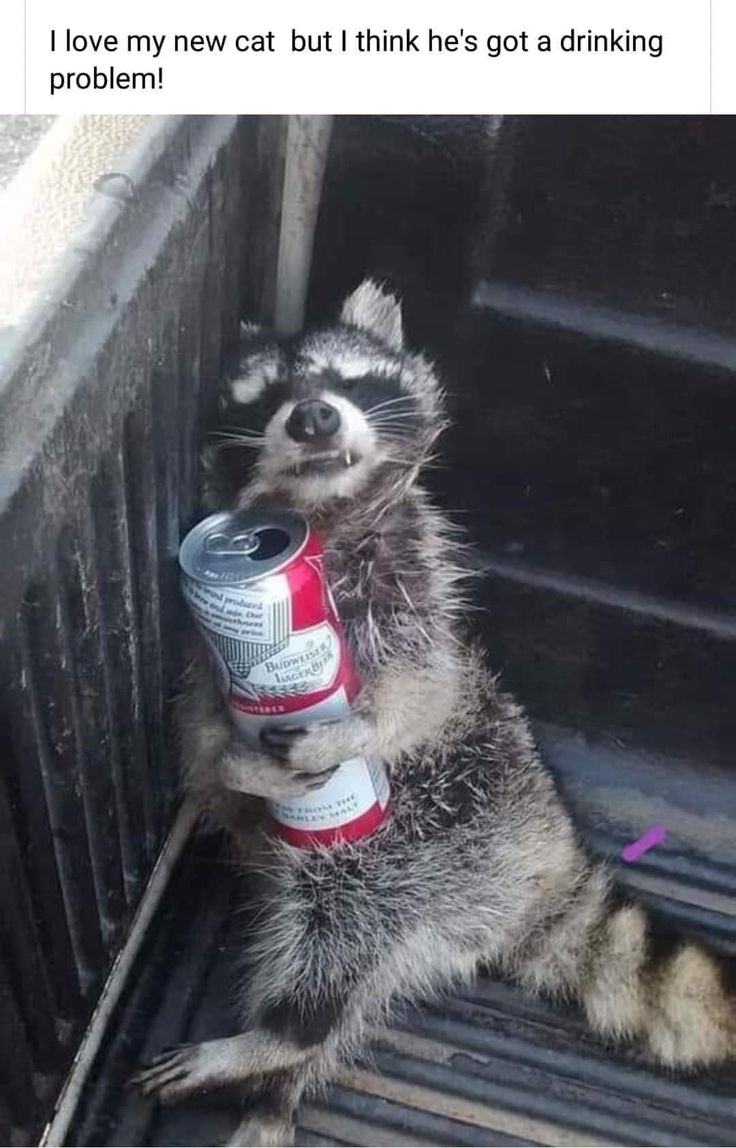 a raccoon is drinking out of a can