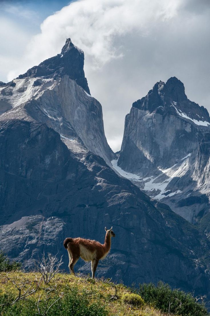 a llama standing on top of a grass covered hill with mountains in the background