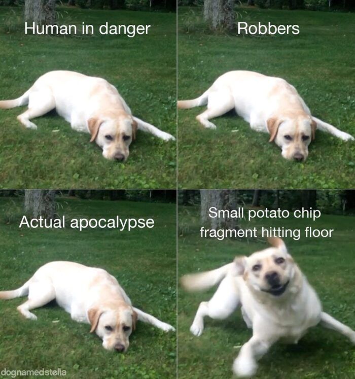 four pictures of a dog laying in the grass with captioning that it is human in danger