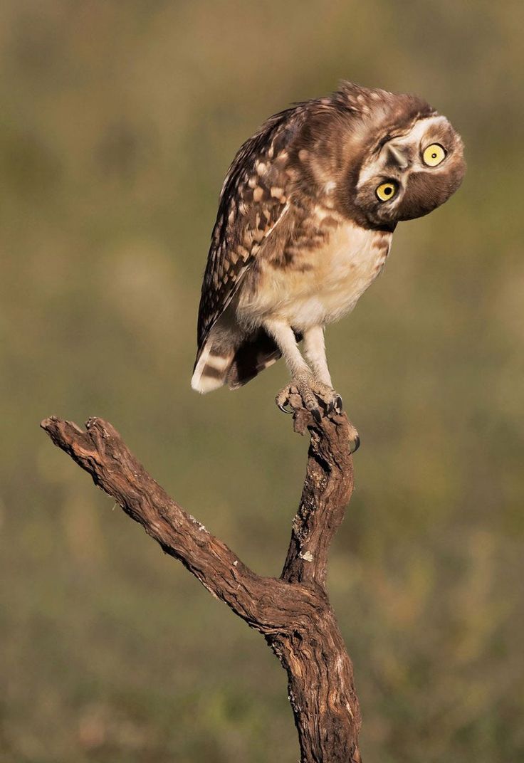 an owl sitting on top of a tree branch with its eyes open and looking at the camera