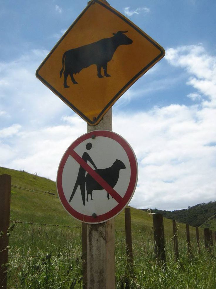 a sign that is on top of a pole in the grass with a cow behind it