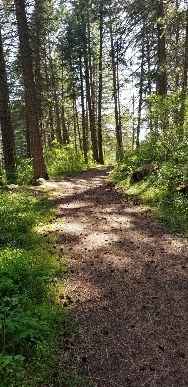 a dirt path in the middle of a forest