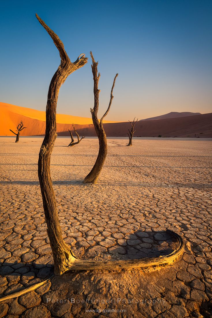 Desert Trees, Dry Tree, Deserts Of The World, Desert Area, Dry Desert, Photo Work, Beautiful Dark Art, Foto Vintage, Sand Dunes