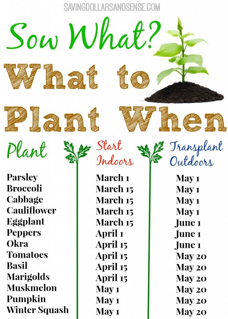 a poster with the words what to plant when